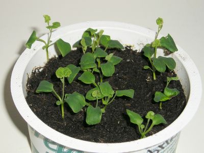 Aristolochia fimbriata Keimlinge