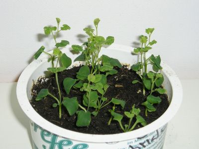 Aristolochia fimbriata Keimlinge