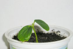 Aristolochia grandiflora Keimlinge