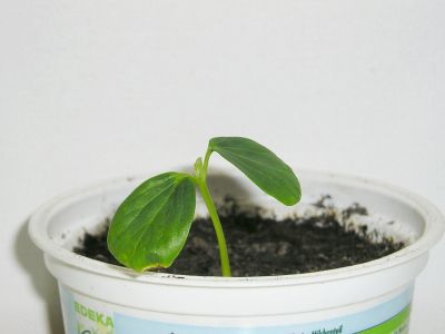 Aristolochia grandiflora Keimlinge