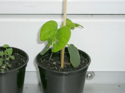 Aristolochia grandiflora Keimling