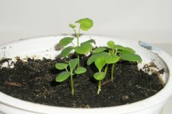 Aristolochia trilobata Keimlinge