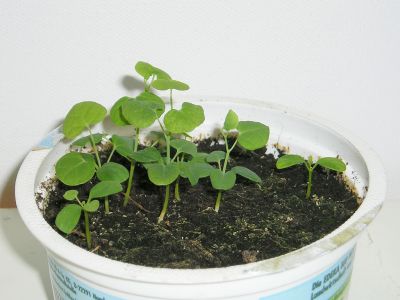 Aristolochia trilobata Keimlinge