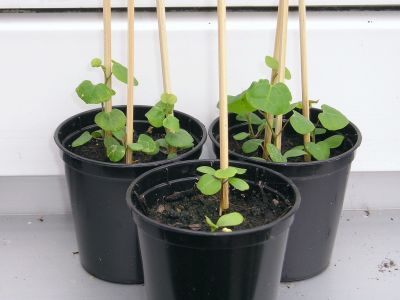 Aristolochia trilobata Keimlinge