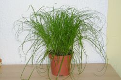 Katzengras (Cyperus zumula)