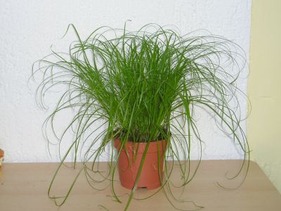 Katzengras (Cyperus zumula)