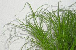 Katzengras (Cyperus zumula)