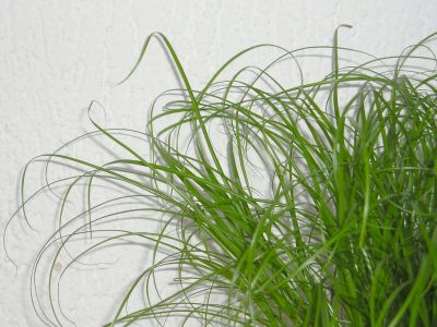 Katzengras (Cyperus zumula)