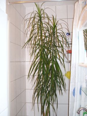 Dracaena marginata bicolor