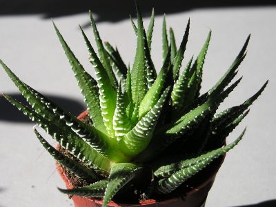 Haworthia fasciata