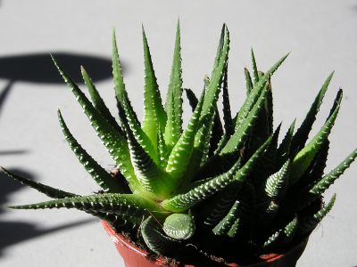 Haworthia fasciata