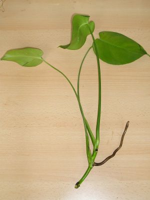 Monstera Steckling mit Wurzel