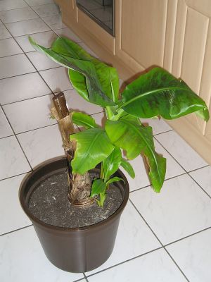 Banane mit Ableger