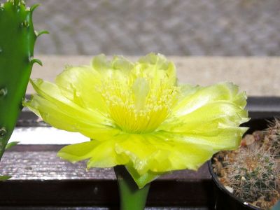 Opuntia humifusa