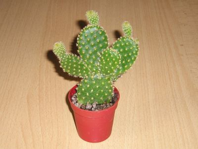 Opuntia microdasys