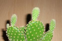 Opuntia microdasys