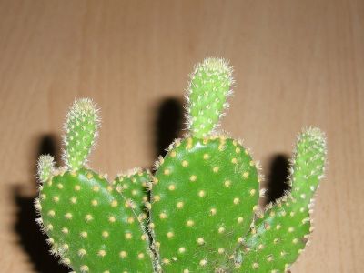 Opuntia microdasys