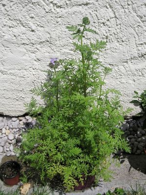 Phacelia tanacetifolia