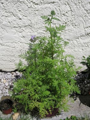 Phacelia tanacetifolia