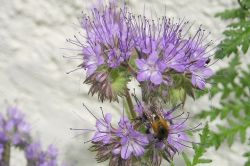 Phacelia tanacetifolia