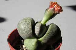 Pleiospilos nelii