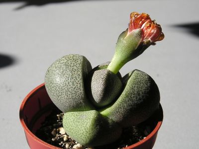 Pleiospilos nelii