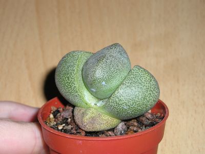 Pleiospilos nelii