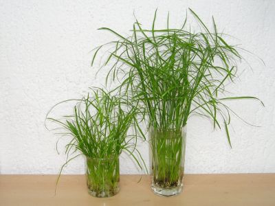 Zyperngras Ableger im Wasserglas bewurzeln