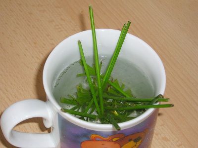 Zyperngras Stecklinge im Wasserglas