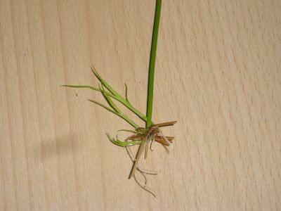 Zyperngras Steckling mit Wurzeln