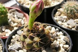 Gymnocalycium damsii v. rotundulum