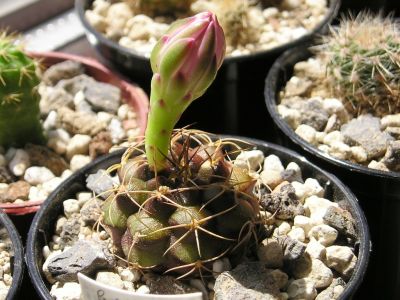 Gymnocalycium damsii v. rotundulum