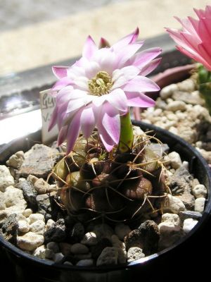 Gymnocalycium damsii v. rotundulum