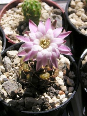 Gymnocalycium damsii v. rotundulum