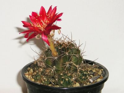 Lobivia hertrichiana