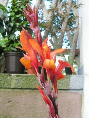 Indisches Blumenrohr (Canna indica)