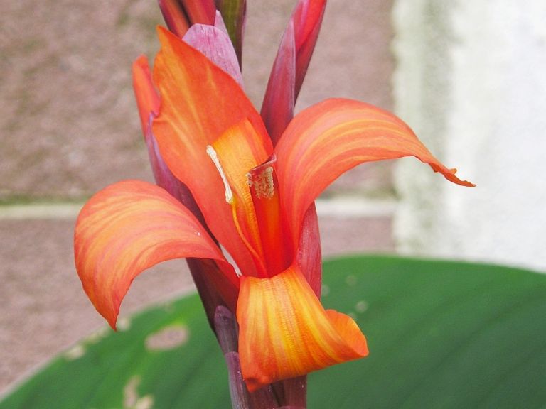Indisches Blumenrohr (Canna indica) im Kübel » Majas Pflanzenblog