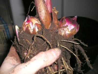 Blumenrohr Canna indica