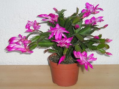 Weihnachtskaktus Schlumbergera