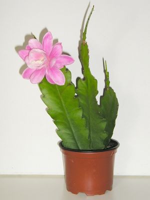 Epiphyllum Deutsche Kaiserin