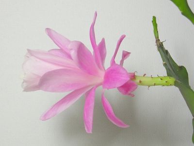 Epiphyllum Deutsche Kaiserin