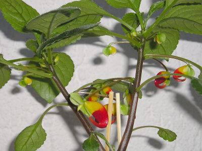 Impatiens niamniamensis