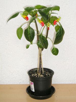 Impatiens niamniamensis
