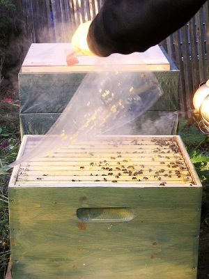 Öffnen der Dadant-Bienenbeute