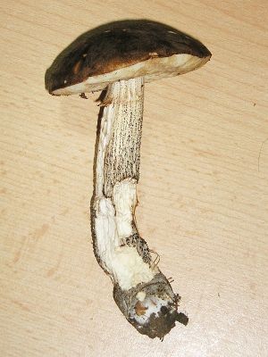 Birkenpilz (Leccinum scabrum)