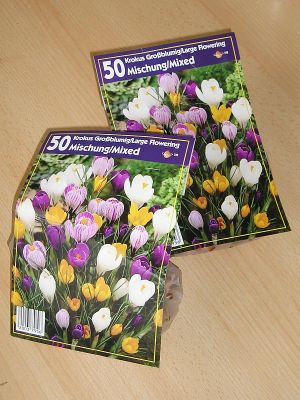 100 Krokuszwiebeln