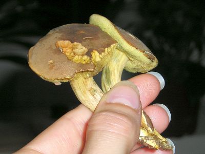 Die Maronen (Boletus badius)