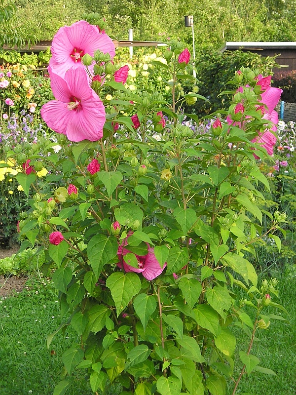 Überwintern hibiskus mit riesenblüten Hibiskus, Hibiscus