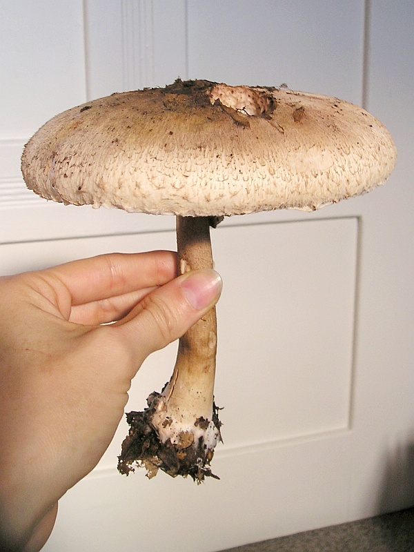 Ein 15 cm Riesenschirmpilz (Parasol) » Majas Pflanzenblog