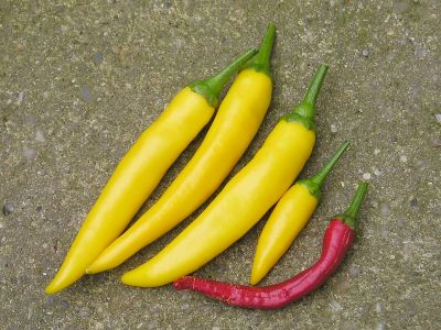 Erste Chilischoten 2009